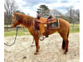 2-matured-well-trained-horses-available-small-3
