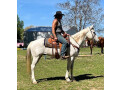 2-matured-well-trained-horses-available-small-0