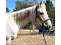 2-matured-well-trained-horses-available-small-2