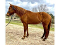 2-matured-well-trained-horses-available-small-4