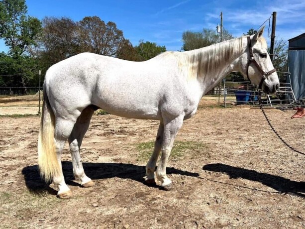 2-matured-well-trained-horses-available-big-1