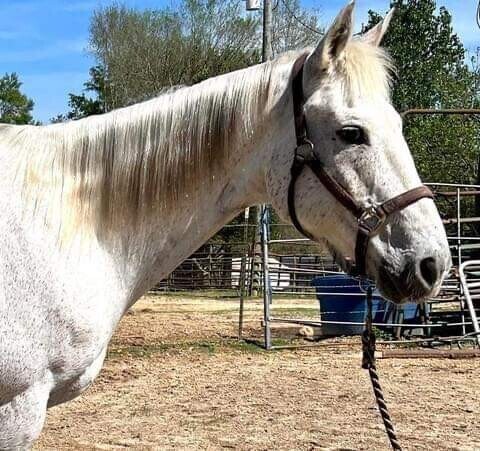 2-matured-well-trained-horses-available-big-2