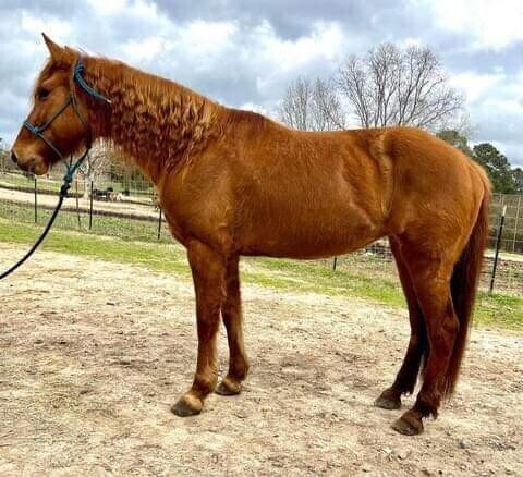 2-matured-well-trained-horses-available-big-4